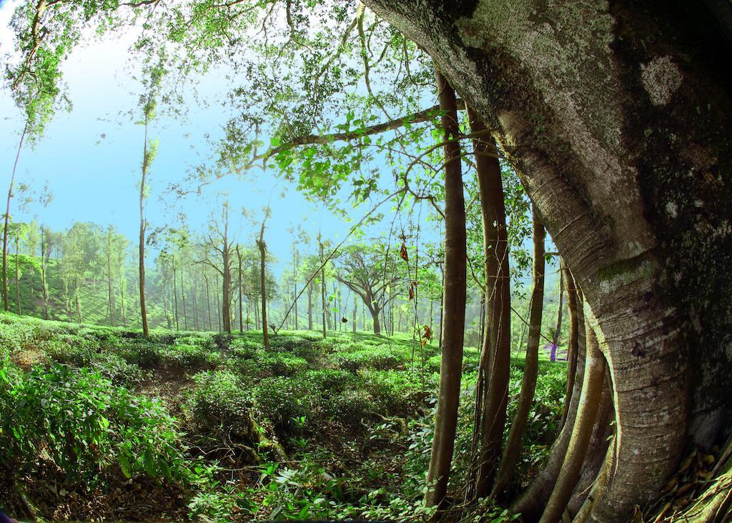 Parisons Plantation Experiences By Abad Otel Mananthavady Dış mekan fotoğraf